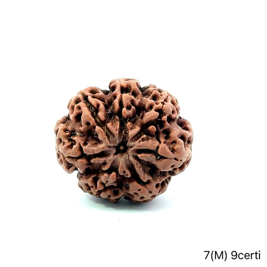 Natural 7 Mukhi Rudraksha – Wealth, Protection & Saturn Relief