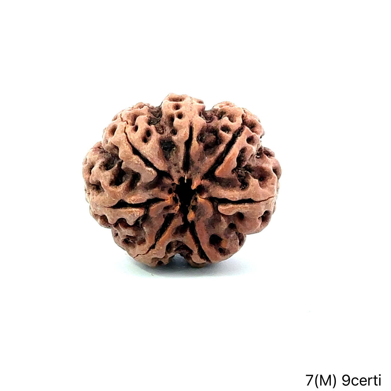 Natural 7 Mukhi Rudraksha – Wealth, Protection & Saturn Relief