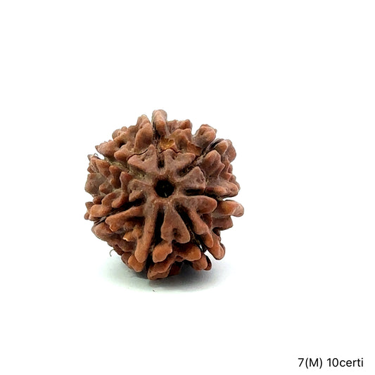 Natural 7 Mukhi Rudraksha – Wealth, Protection & Saturn Relief