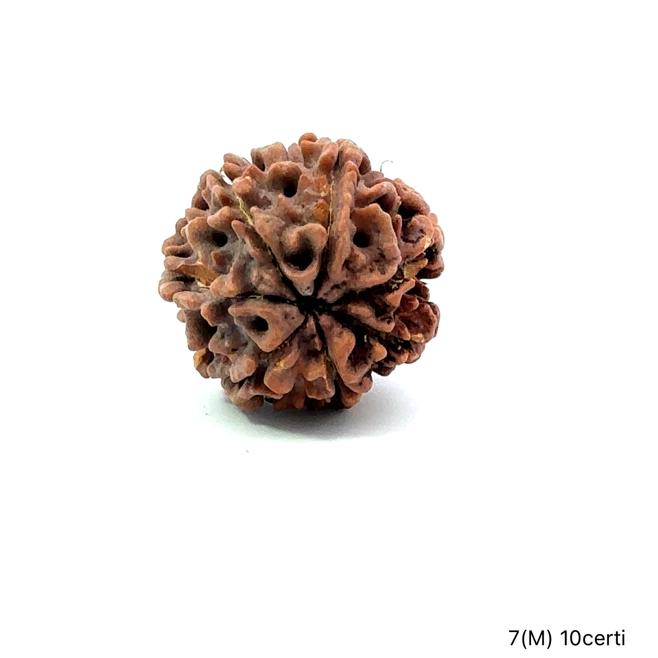 Natural 7 Mukhi Rudraksha – Wealth, Protection & Saturn Relief