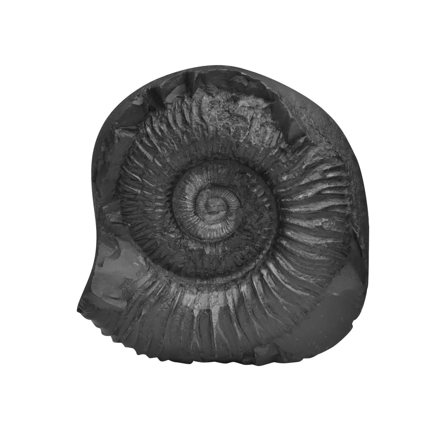 Shaligram Laxmi Ganesh with Sudarshan Chakra Figure