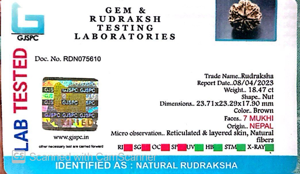 Natural 7 Mukhi Rudraksha – Wealth, Protection & Saturn Relief