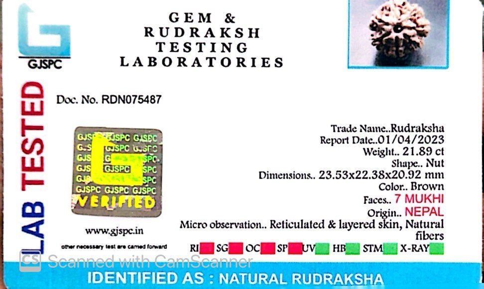Natural 7 Mukhi Rudraksha – Wealth, Protection & Saturn Relief