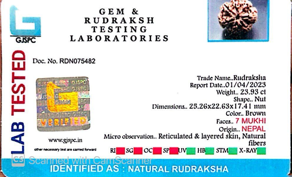 Natural 7 Mukhi Rudraksha – Wealth, Protection & Saturn Relief