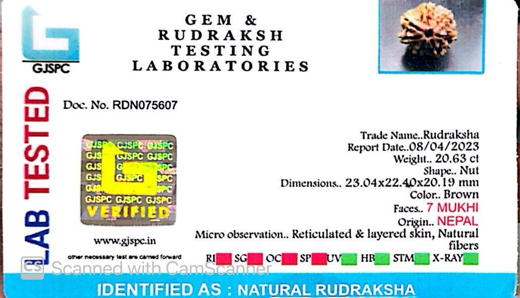 Natural 7 Mukhi Rudraksha – Wealth, Protection & Saturn Relief