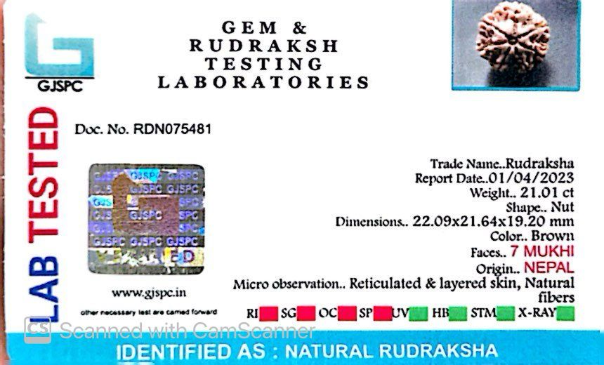 Natural 7 Mukhi Rudraksha – Wealth, Protection & Saturn Relief
