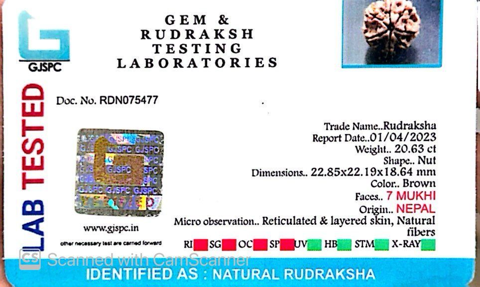 Natural 7 Mukhi Rudraksha – Wealth, Protection & Saturn Relief