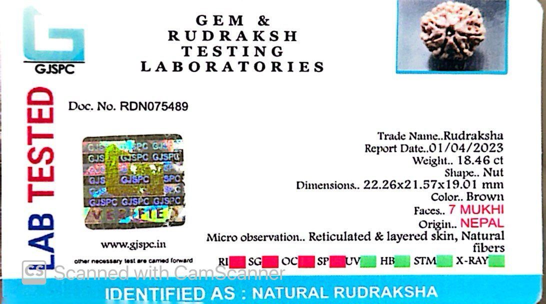 Natural 7 Mukhi Rudraksha – Wealth, Protection & Saturn Relief
