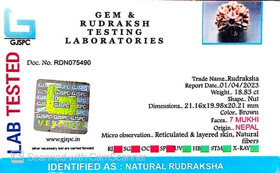 Natural 7 Mukhi Rudraksha – Wealth, Protection & Saturn Relief