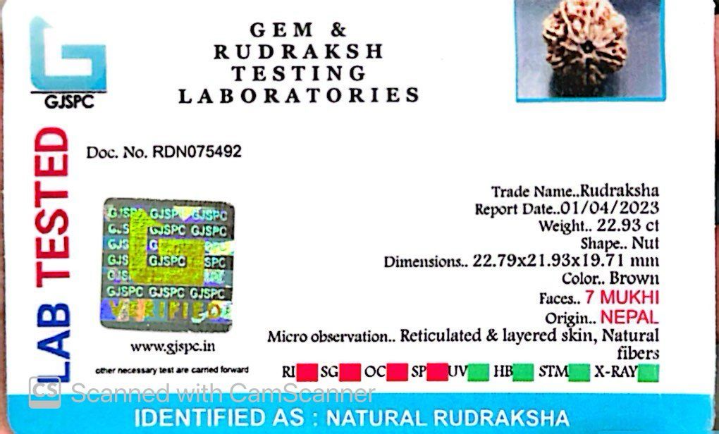 Natural 7 Mukhi Rudraksha – Wealth, Protection & Saturn Relief