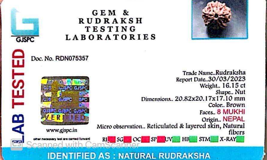 Natural 8 Mukhi Rudraksha – Symbol of Success & Wisdom