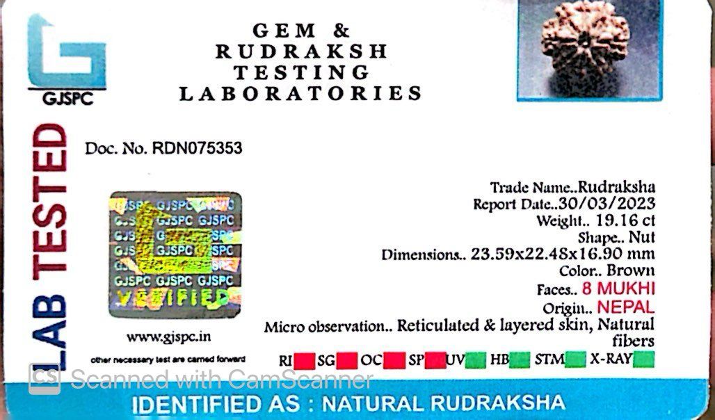 Natural 8 Mukhi Rudraksha – Symbol of Success & Wisdom