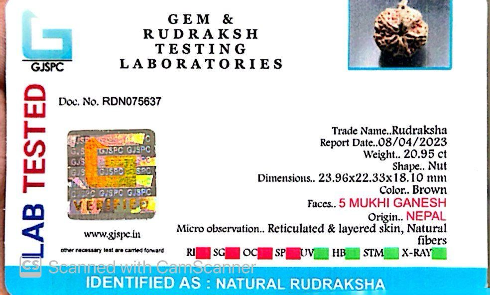 Natural 5 Mukhi Ganesh Rudraksha – Wisdom, Protection & Spiritual Success