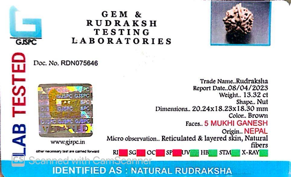 Natural 5 Mukhi Ganesh Rudraksha – Wisdom, Protection & Spiritual Success