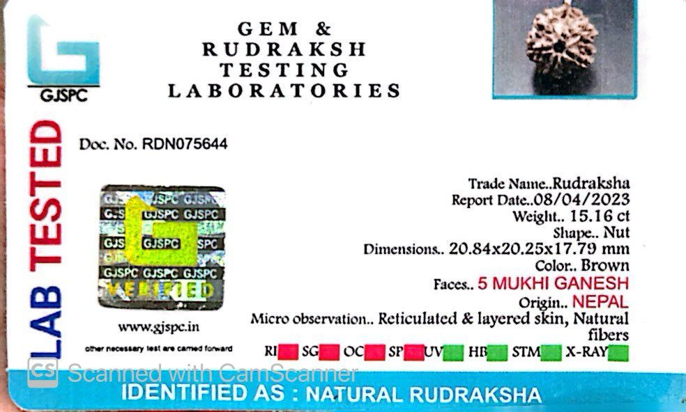 Natural 5 Mukhi Ganesh Rudraksha – Wisdom, Protection & Spiritual Success
