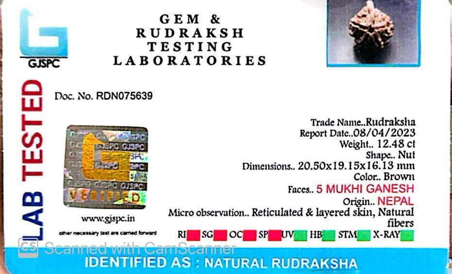 Natural 5 Mukhi Ganesh Rudraksha – Wisdom, Protection & Spiritual Success