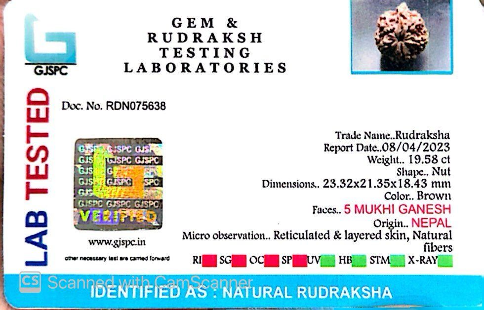 Natural 5 Mukhi Ganesh Rudraksha – Wisdom, Protection & Spiritual Success