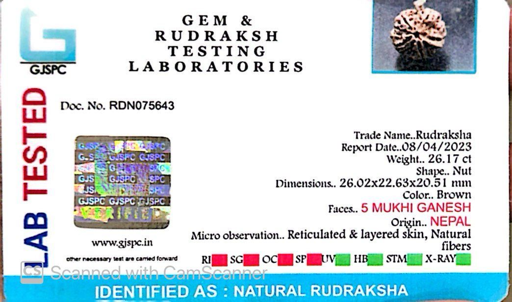 Natural 5 Mukhi Ganesh Rudraksha – Wisdom, Protection & Spiritual Success