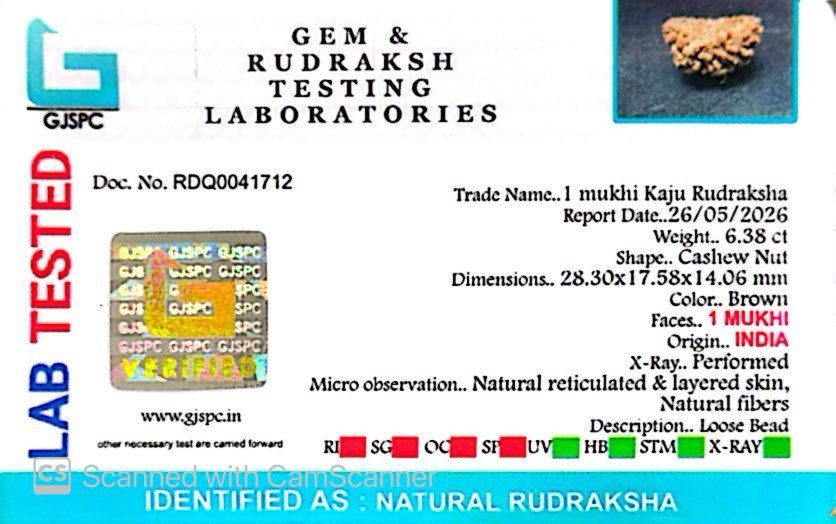 1 Mukhi South Indian Rudraksha