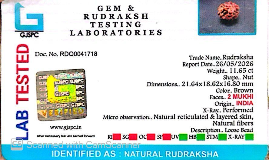 2 Mukhi Rudraksha (Gauri–Shankar Swaroop)