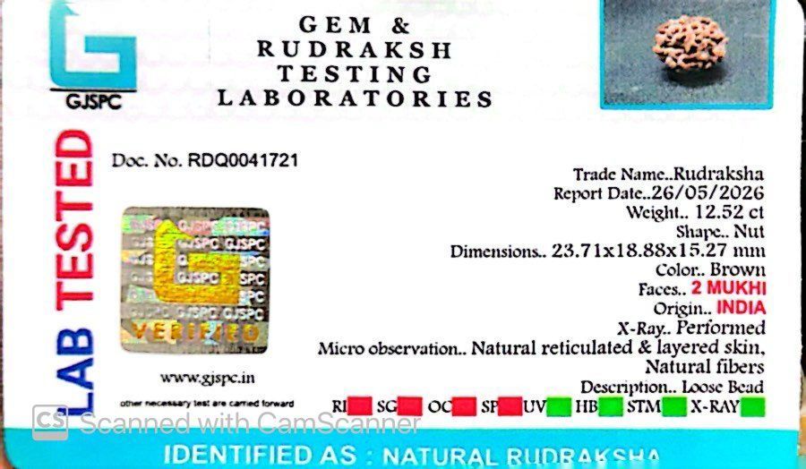 2 Mukhi Rudraksha (Gauri–Shankar Swaroop)