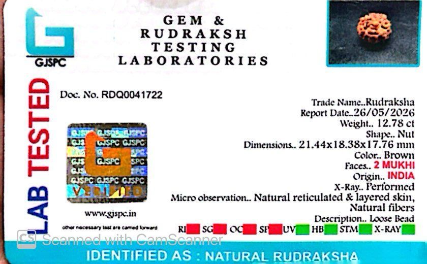2 Mukhi Rudraksha (Gauri–Shankar Swaroop)