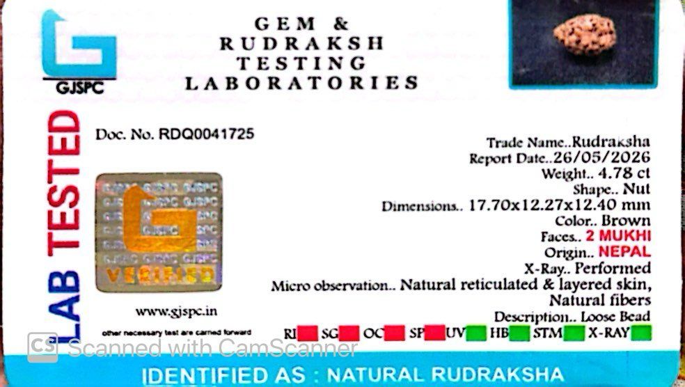 2 Mukhi Nepali Rudraksha (Authentic Nepal Origin)