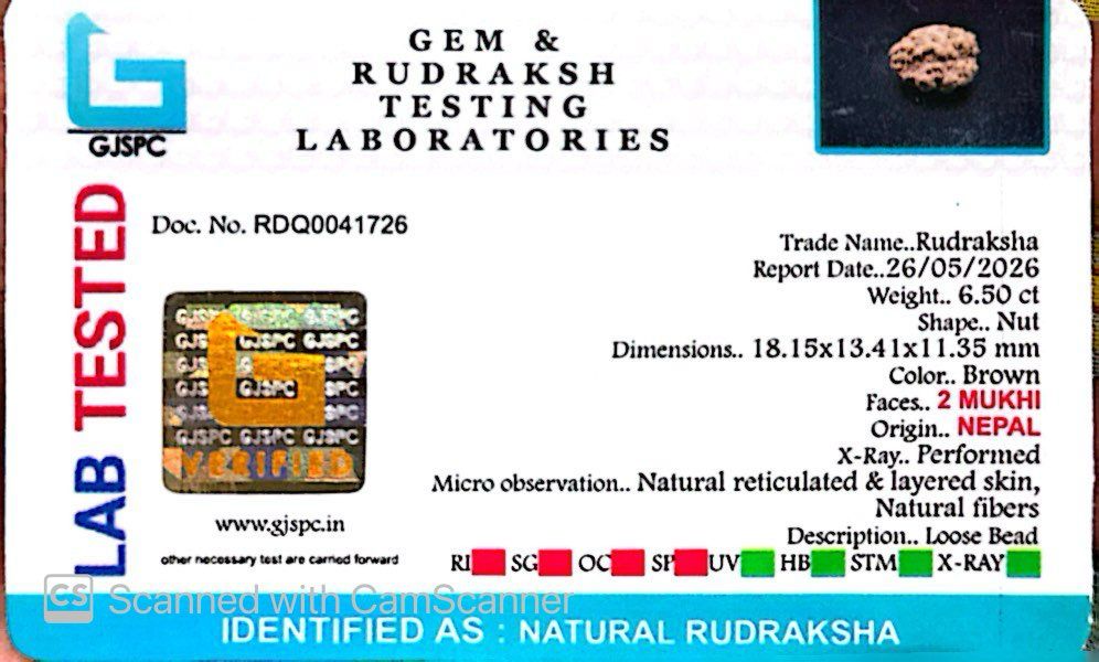 2 Mukhi Nepali Rudraksha (Authentic Nepal Origin)