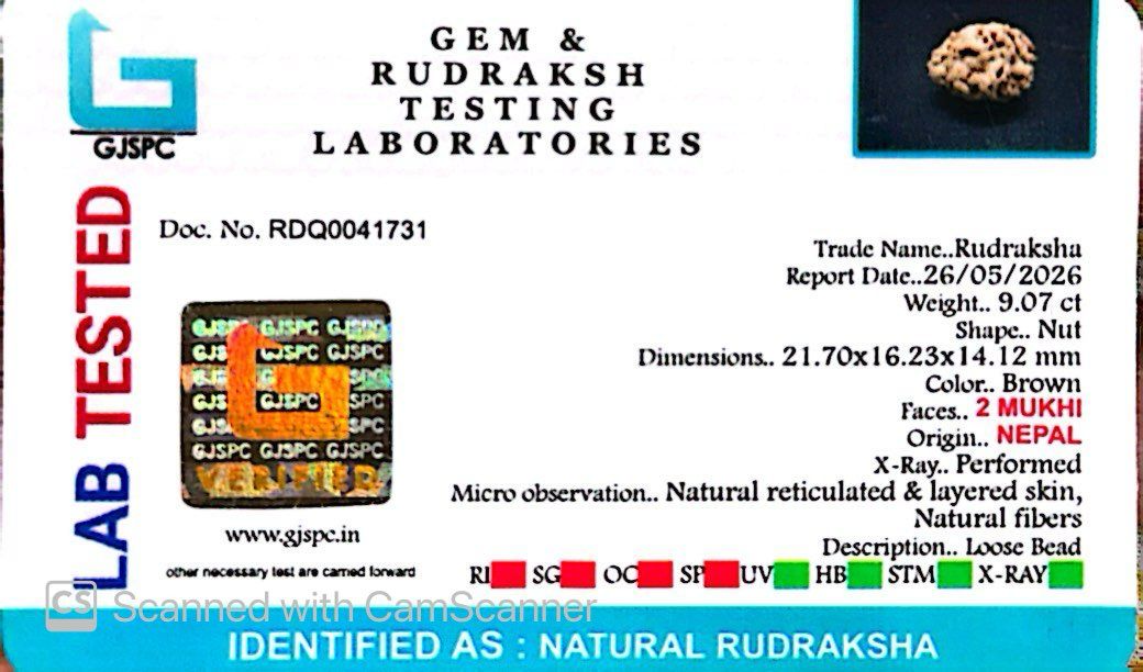 2 Mukhi Nepali Rudraksha (Authentic Nepal Origin)