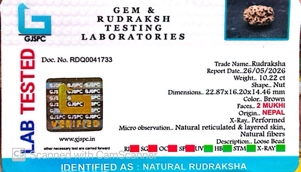 2 Mukhi Nepali Rudraksha (Authentic Nepal Origin)