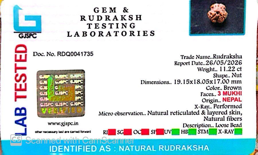 3 Mukhi Nepali Rudraksha (Authentic Nepal Origin)