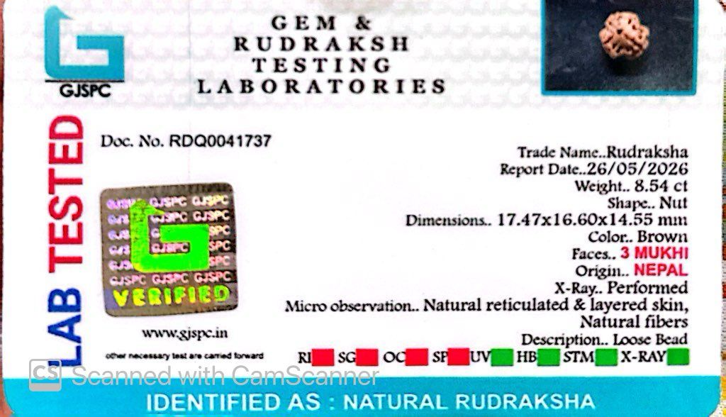 3 Mukhi Nepali Rudraksha (Authentic Nepal Origin)