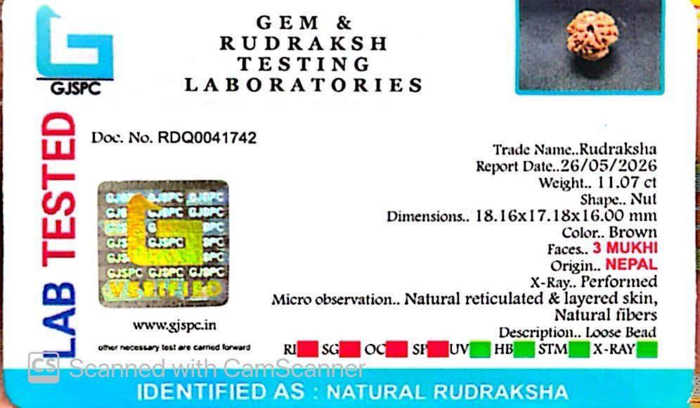 3 Mukhi Nepali Rudraksha (Authentic Nepal Origin)