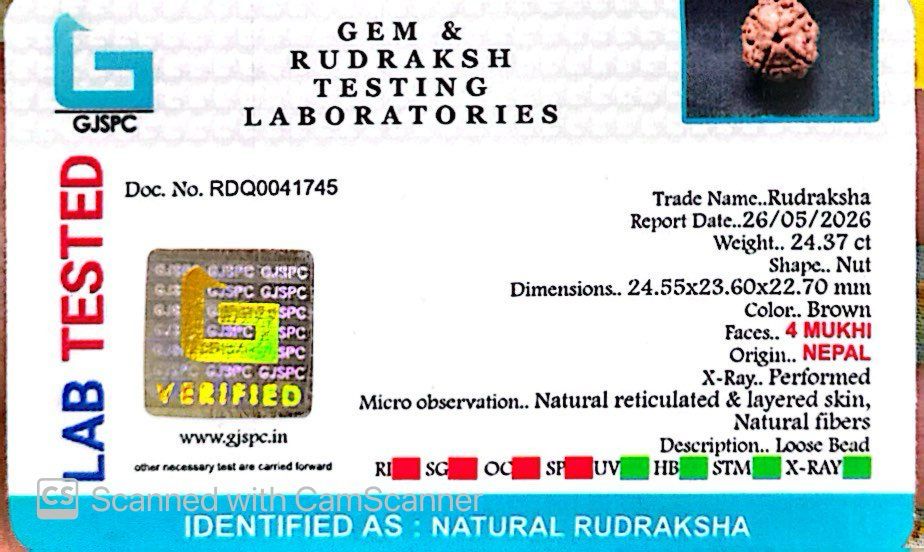 4 Mukhi Nepali Rudraksha