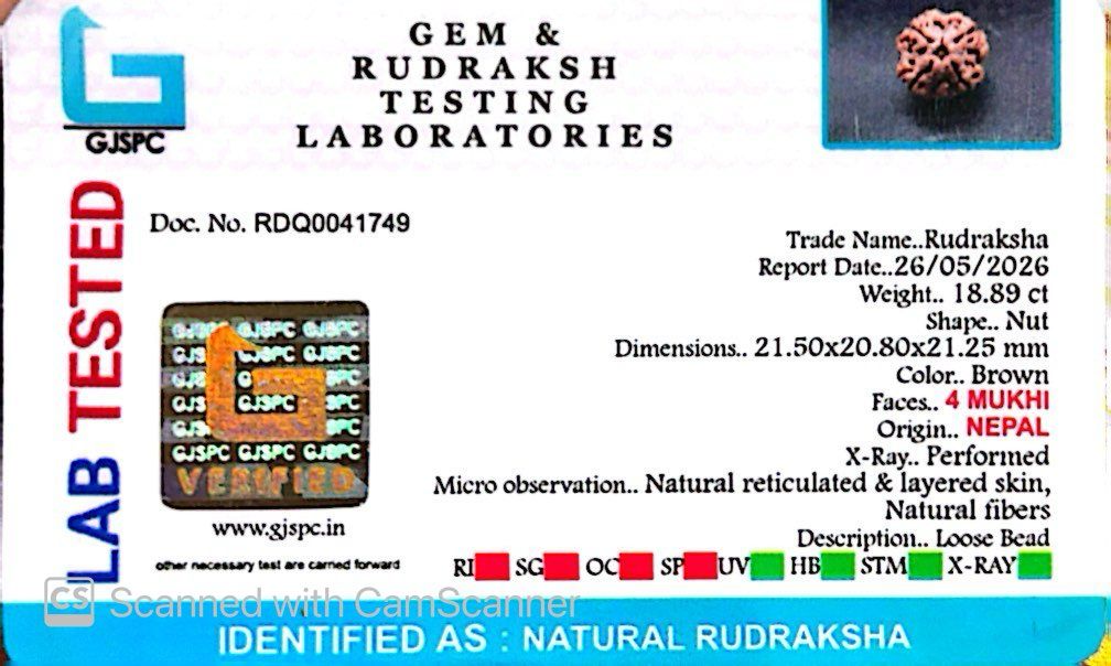 4 Mukhi Nepali Rudraksha