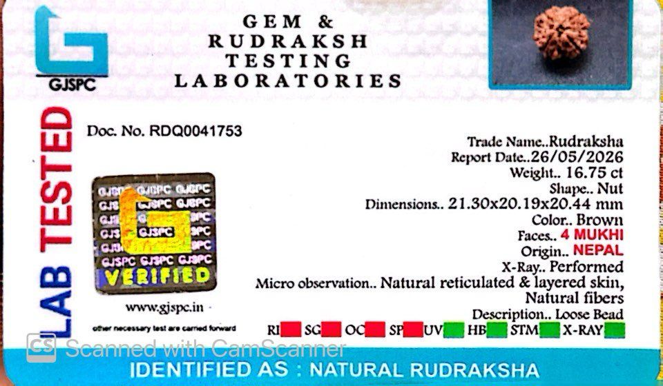 4 Mukhi Nepali Rudraksha