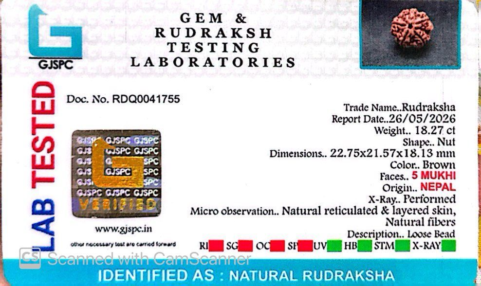 5 Mukhi Nepali Rudraksha