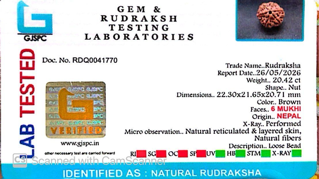 6 Mukhi Nepali Rudraksha