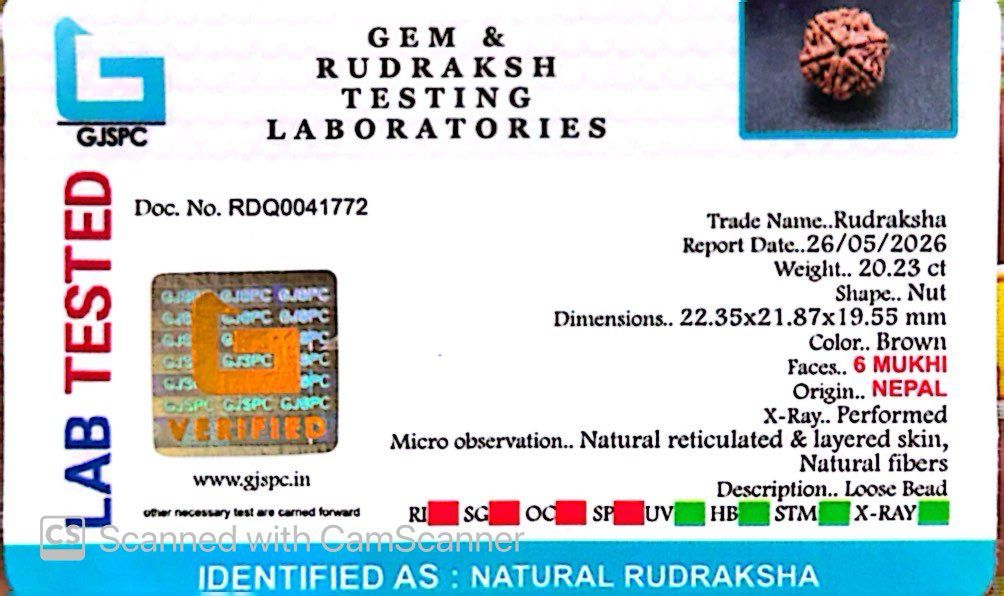 6 Mukhi Nepali Rudraksha