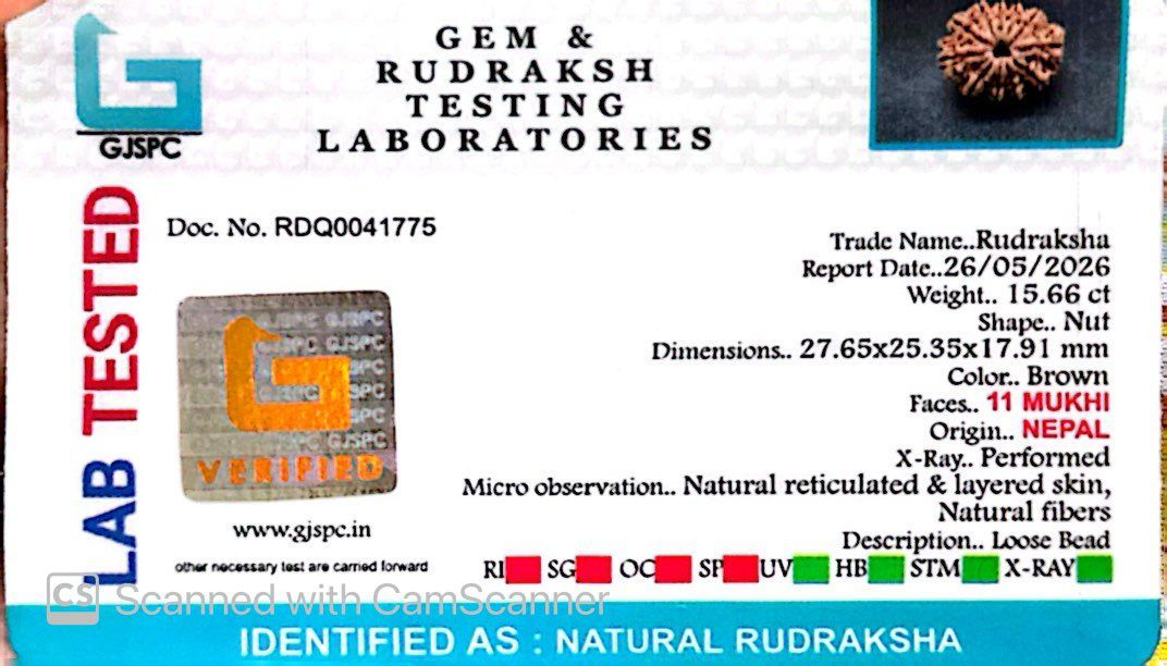 11 Mukhi Nepali Rudraksha