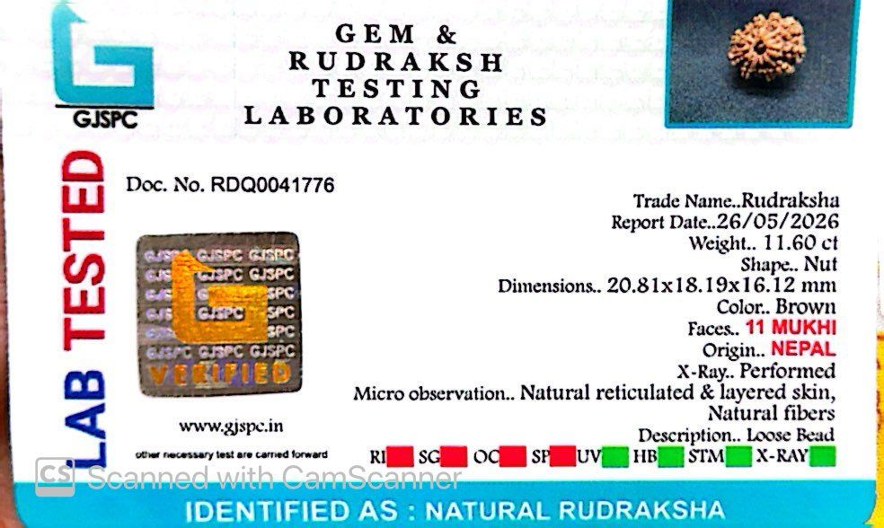 11 Mukhi Nepali Rudraksha