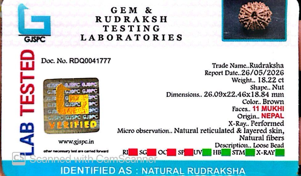 11 Mukhi Nepali Rudraksha