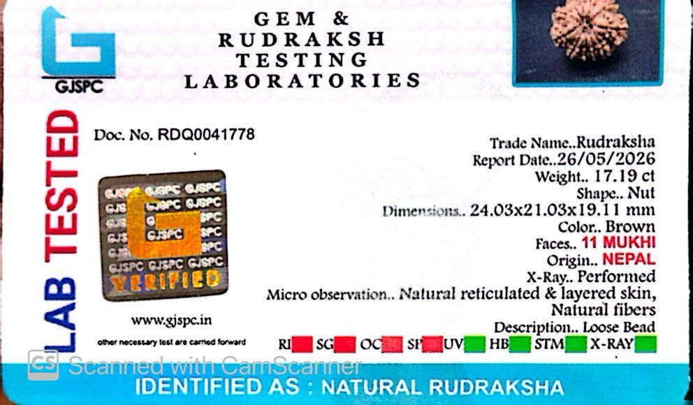 11 Mukhi Nepali Rudraksha