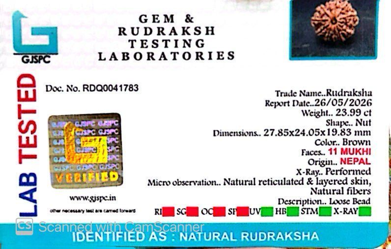 11 Mukhi Nepali Rudraksha