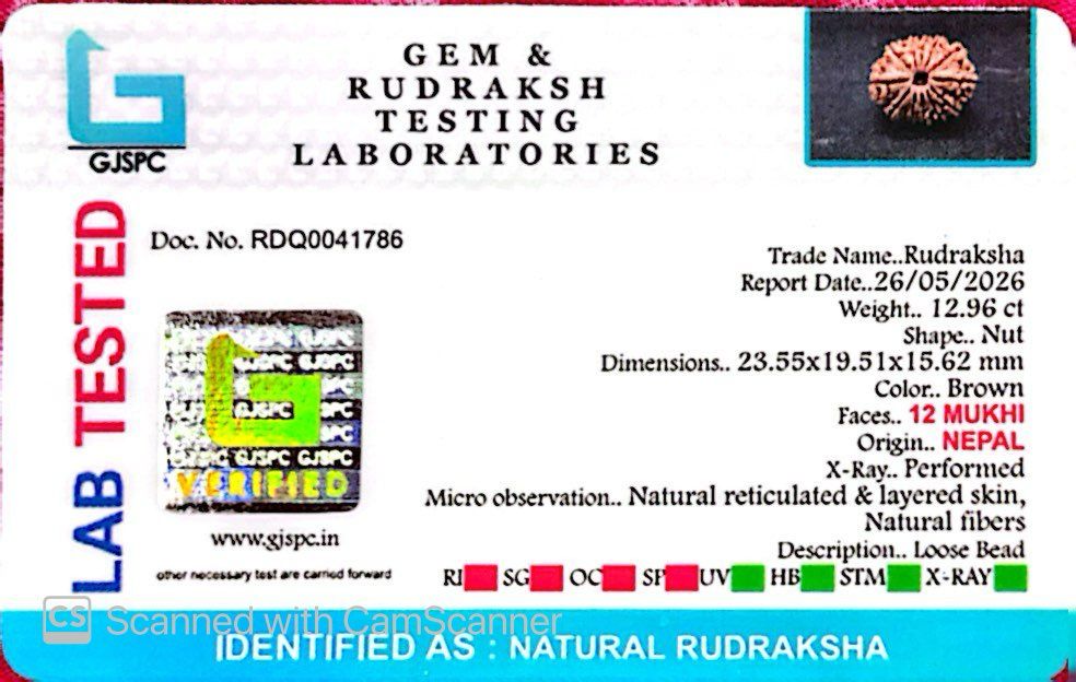 šæ 12 Mukhi Nepali Rudraksha (Natural & Certified) Small