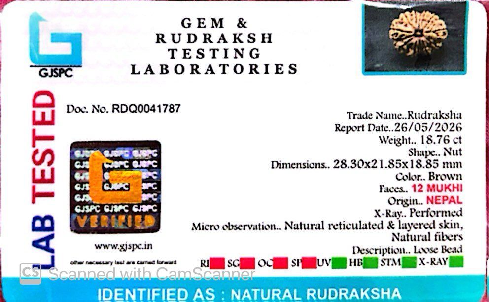 šæ 12 Mukhi Nepali Rudraksha (Natural & Certified) Big