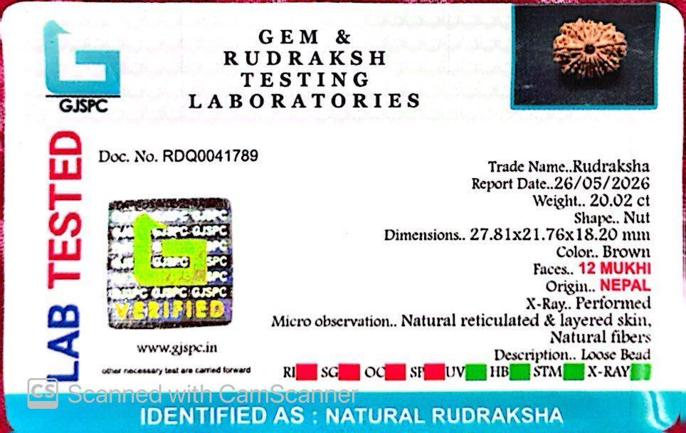 šæ 12 Mukhi Nepali Rudraksha (Natural & Certified) Antik