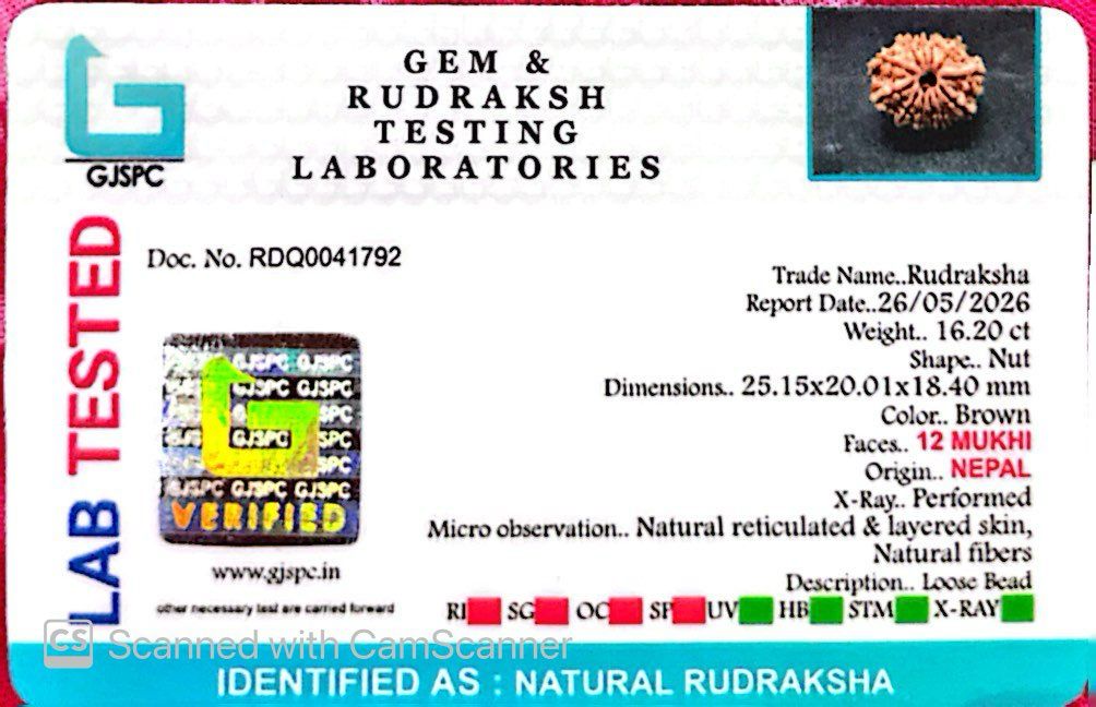 šæ 12 Mukhi Nepali Rudraksha (Natural & Certified) Medium