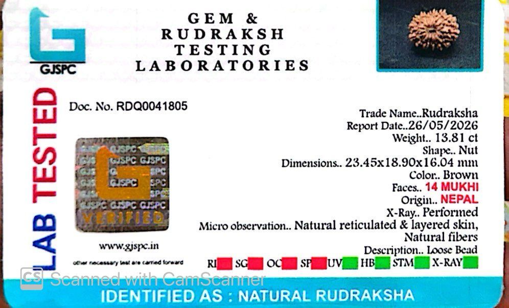 šæ 14 Mukhi Nepali Rudraksha (Natural & Certified). Small