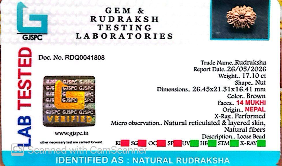 🌿 14 Mukhi Nepali Rudraksha (Natural & Certified). Big